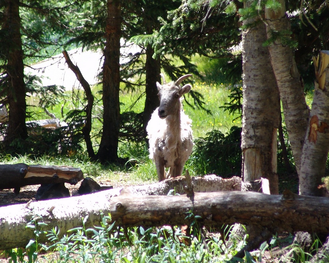 Bighorn sheep 3